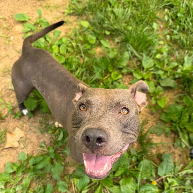 An adult medium-sized female Gray / Blue / Silver Pit Bull Terrier dog named Shay for adoption in Fairmont, WV