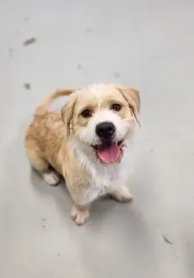 Scruffy