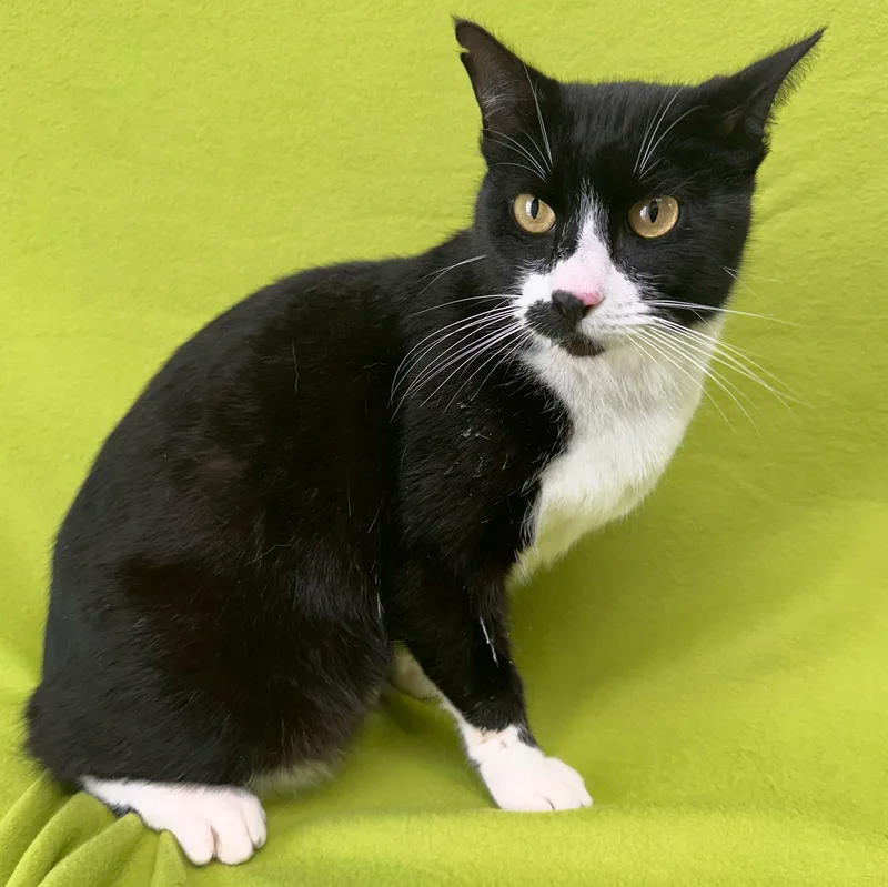 An adult medium-sized male Black & White / Tuxedo Domestic Short Hair cat named Sylvester for adoption in Valdosta, GA