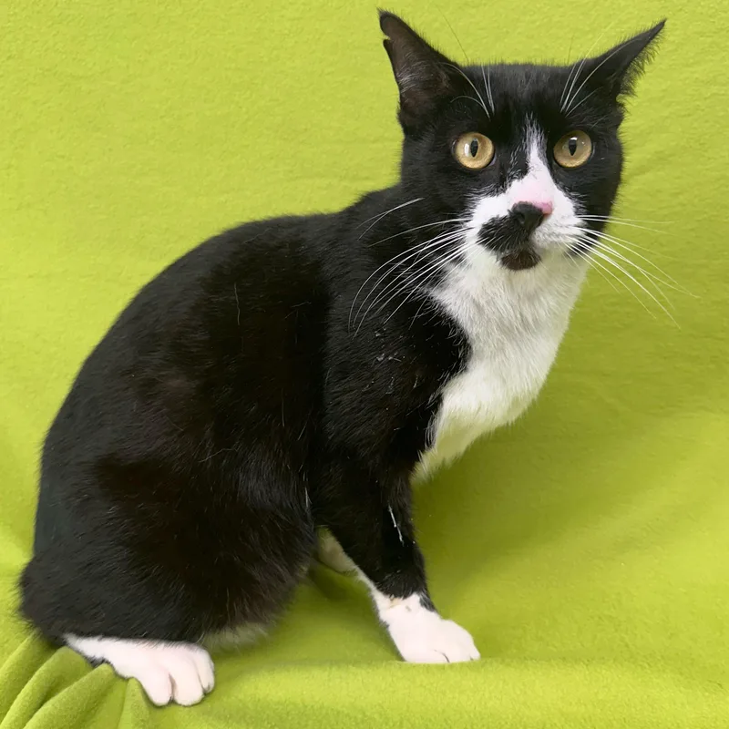 Sylvester thumbnail 2