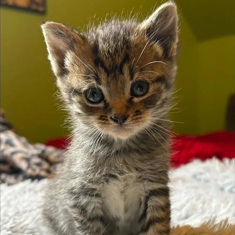 A baby medium-sized male Tabby (Brown / Chocolate) Domestic Short Hair cat named Teddy for adoption in Johnson City, TN