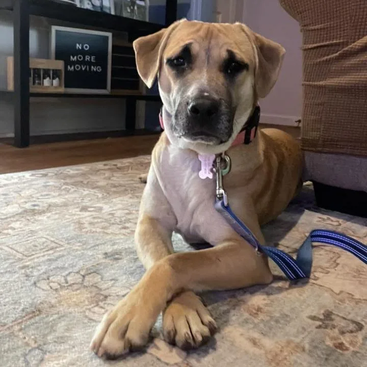 A young medium-sized male Brown / Chocolate Mixed Breed dog named Franklin for adoption in Columbus, GA
