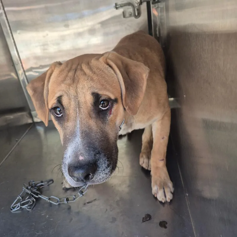 Franklin thumbnail 3