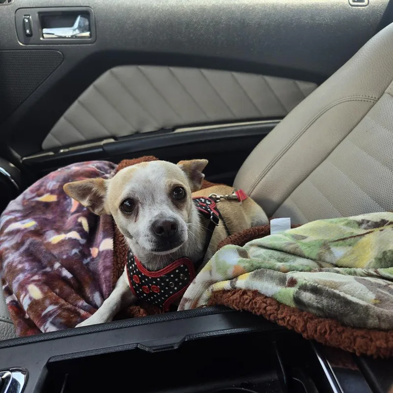 An adult small-sized female Chihuahua dog named Gigi for adoption in Wendell, NC