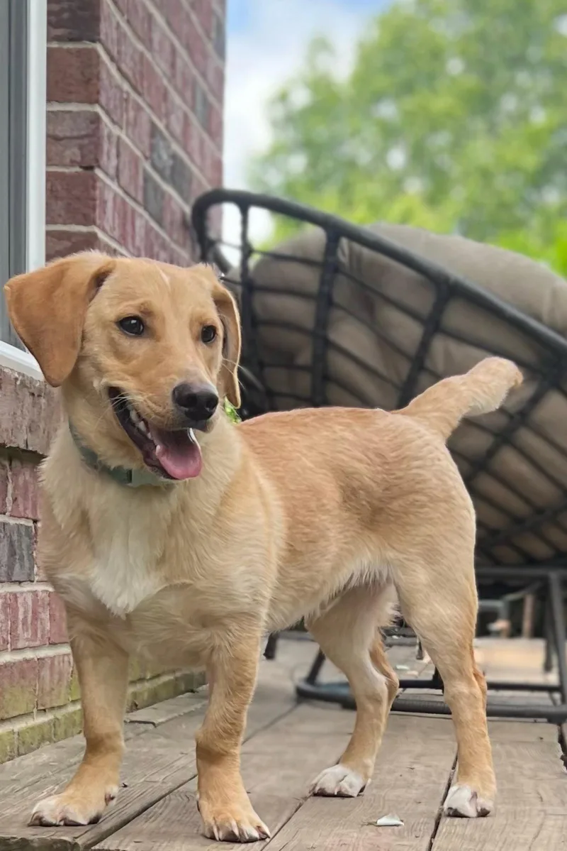 Puppy Mccoy