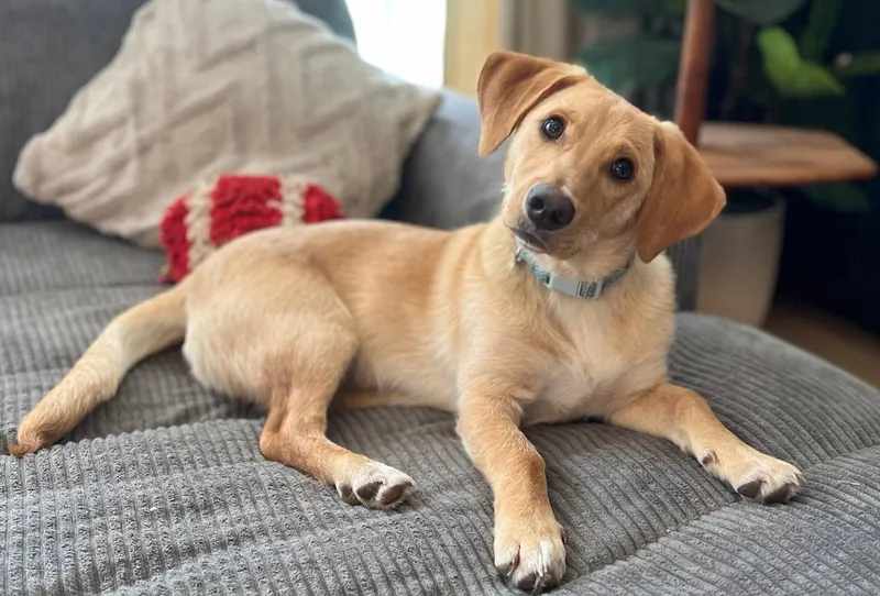 Puppy Mccoy thumbnail 3