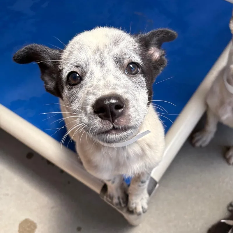 A baby small-sized female White / Cream Cattle Dog dog named Tori for adoption in Santa Barbara, CA