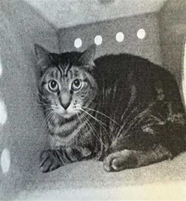 An adult small-sized female Domestic Short Hair cat named Chanel for adoption in Los Angeles, CA