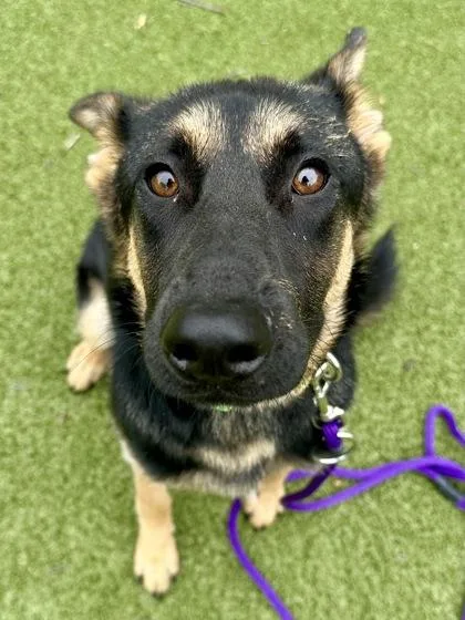 A young large-sized female Black Mixed Breed dog named Sunflower Bat for adoption in Wichita, KS
