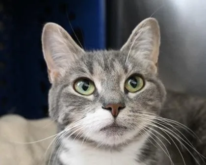 An adult small-sized female Domestic Short Hair cat named Candi for adoption in West Seneca, NY