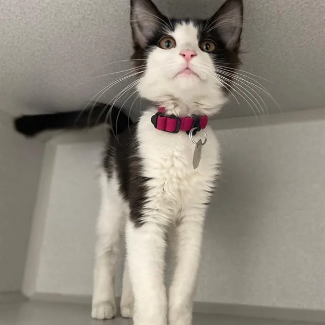 Oreo