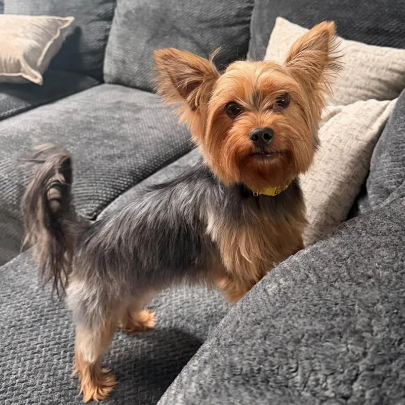 An adult small-sized female Yorkshire Terrier dog named Abby for adoption in Dayton, OH