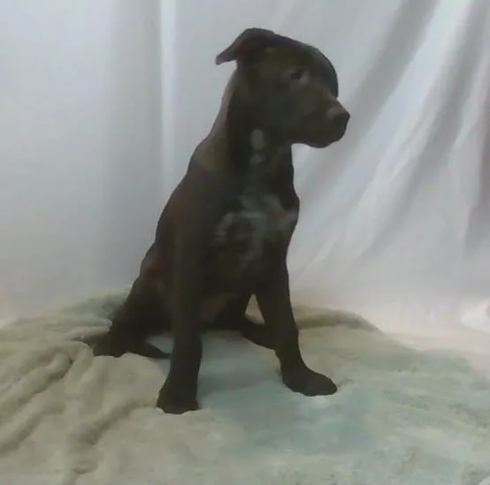 A young medium-sized male Brown / Chocolate Mixed Breed dog named Kanga for adoption in Georgetown, SC