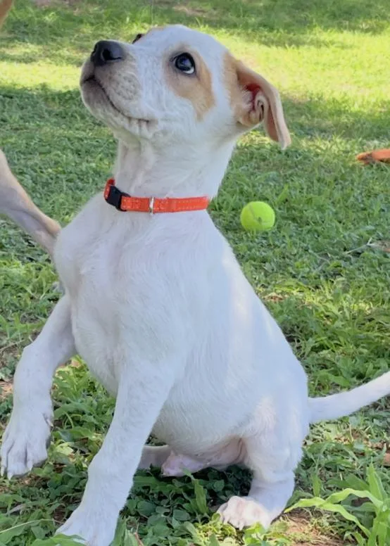 A young medium-sized male White / Cream Cattle Dog dog named Ernie for adoption in Gilbert, AZ