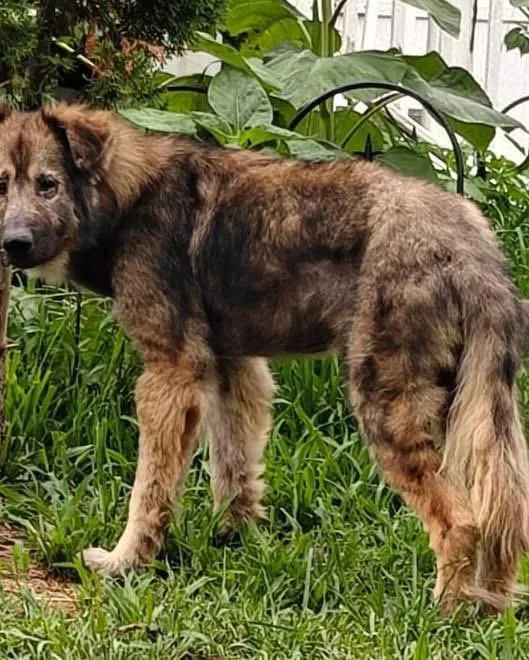 A young large-sized male Black German Shepherd Dog dog named Calvin for adoption in New Rochelle, NY