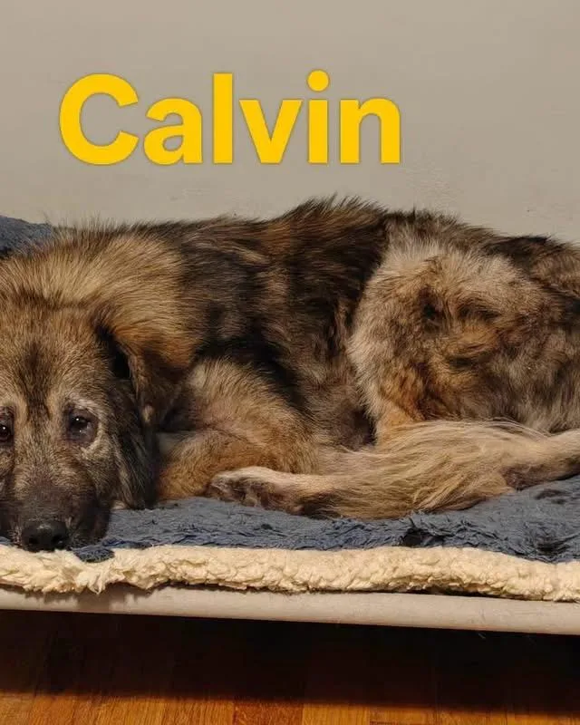 Calvin thumbnail 3