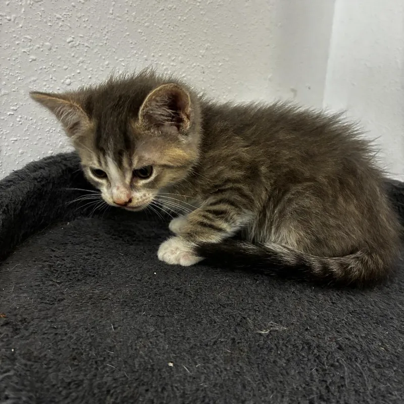 A baby medium-sized female Gray & White Domestic Medium Hair cat named Sabrina for adoption in Wiggins, MS