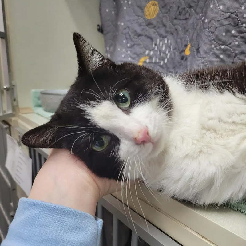 A young medium-sized male Black Domestic Short Hair cat named Reo for adoption in Grand Rapids, MI