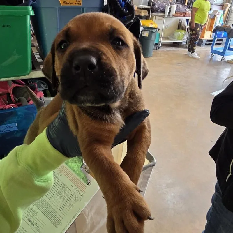 A baby medium-sized male Black Mixed Breed dog named Isaiah for adoption in Denison, TX