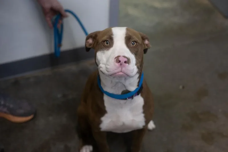 A young medium-sized female Pit Bull Terrier dog named Charlie for adoption in Mountain Home, AR