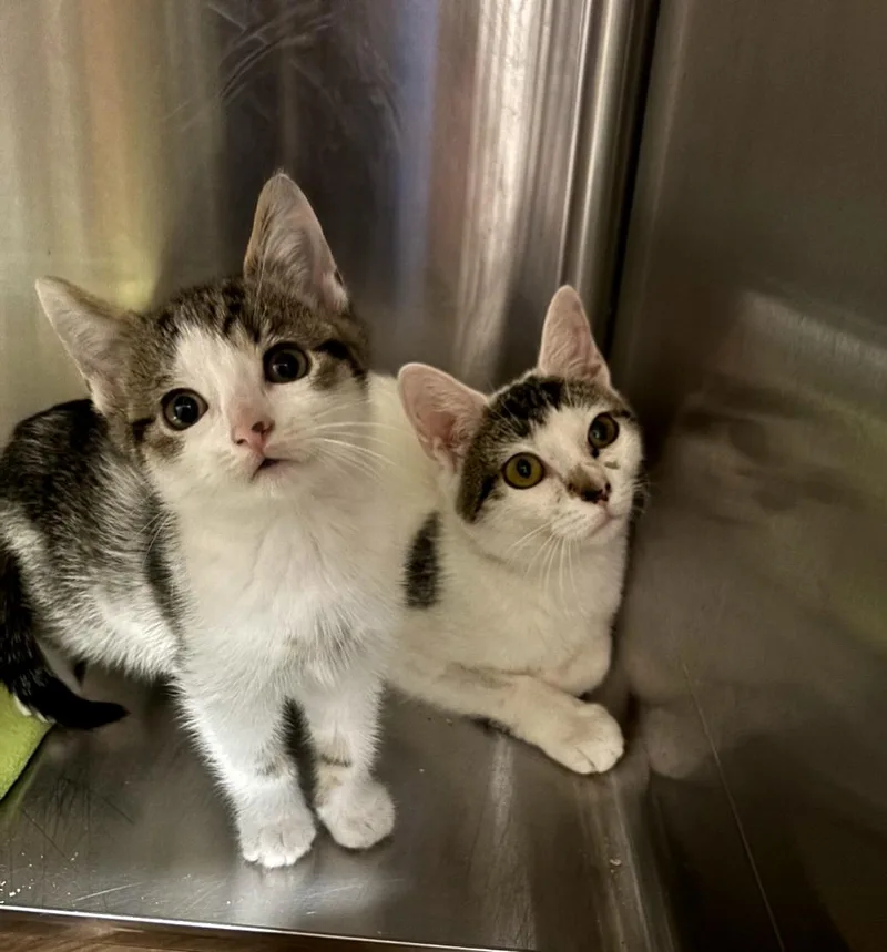 A baby medium-sized male White Domestic Short Hair cat named 41 for adoption in Pawtucket, RI