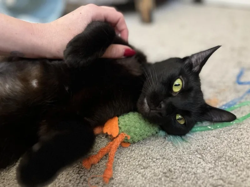An adult medium-sized female Black Domestic Short Hair cat named Paloma for adoption in Tucson, AZ