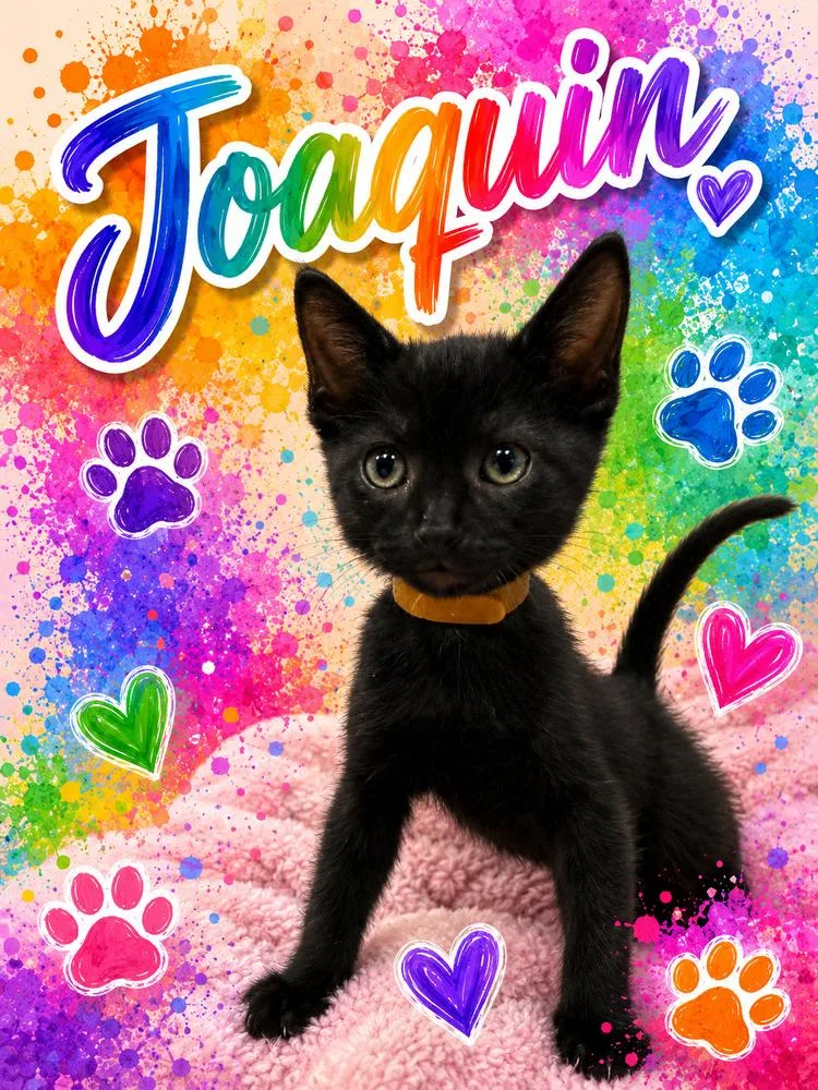 A baby small-sized male Black Domestic Short Hair cat named Joaquin Griffey Lozano for adoption in Galt, CA