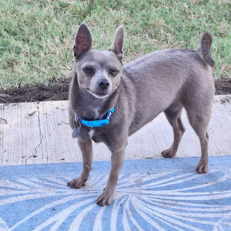 A senior small-sized female Chihuahua dog named Tosha for adoption in Flower Mound, TX