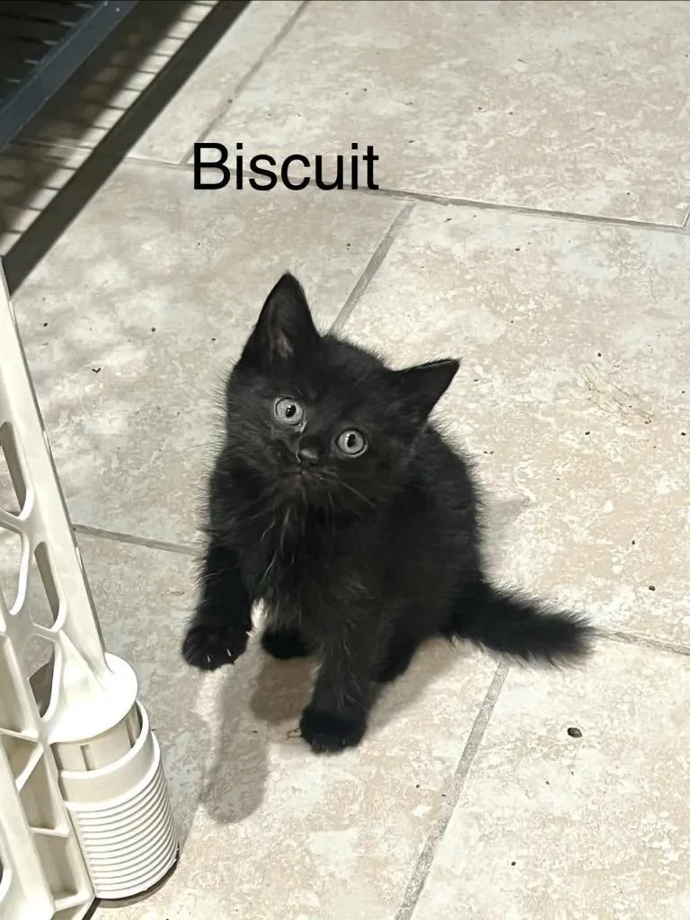 Biscuit thumbnail 3
