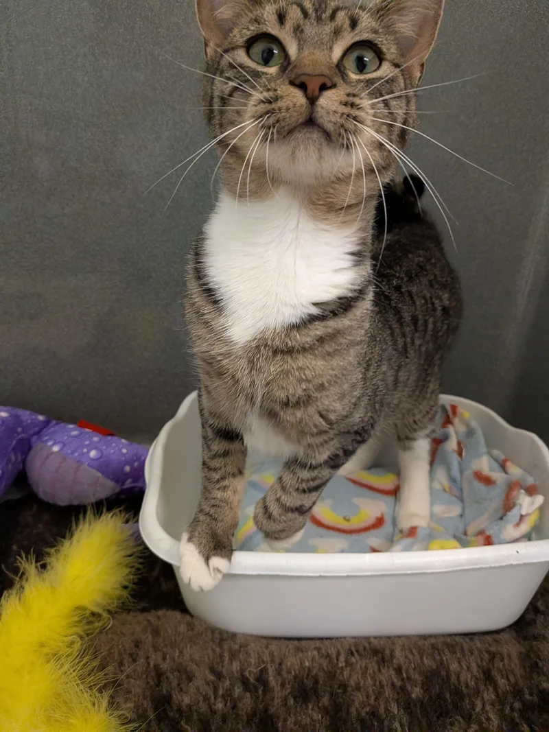 A young small-sized male Tabby (Brown / Chocolate) Domestic Short Hair cat named Ladle for adoption in Paris, ME