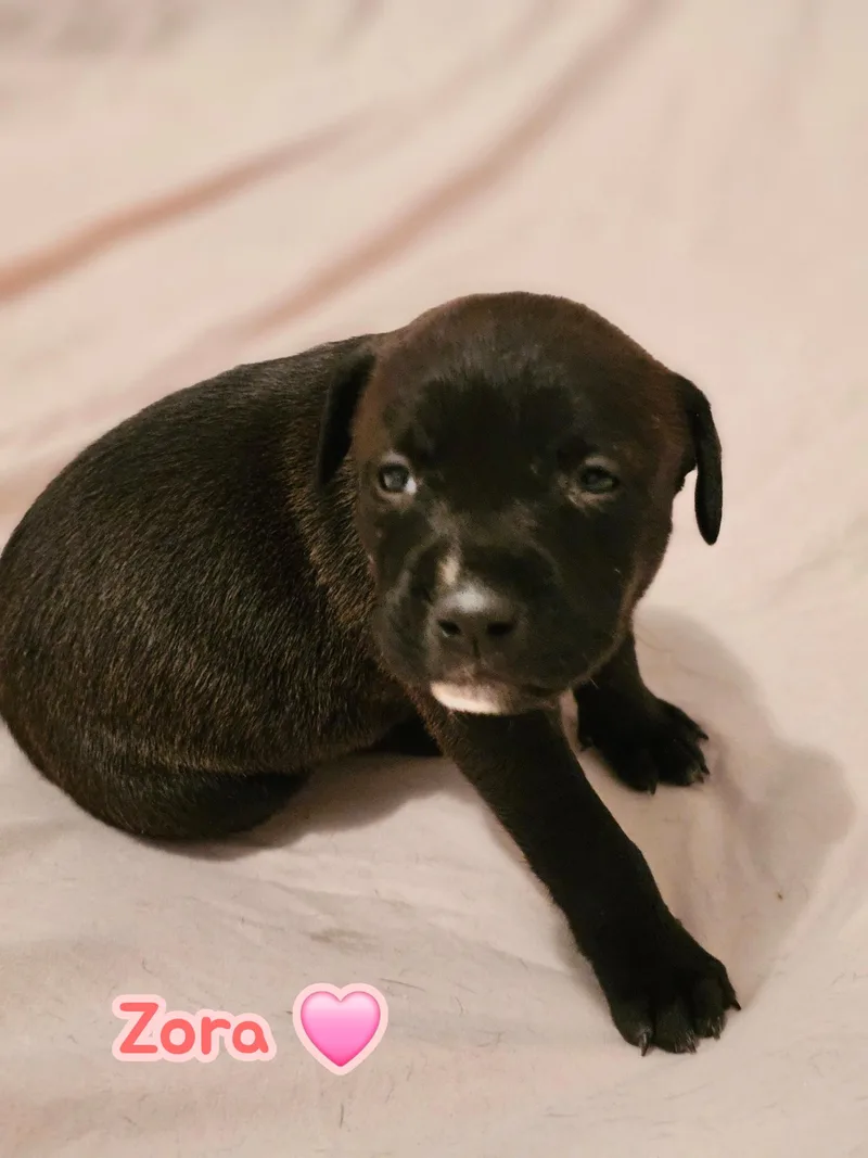 Zora Stormie Litter