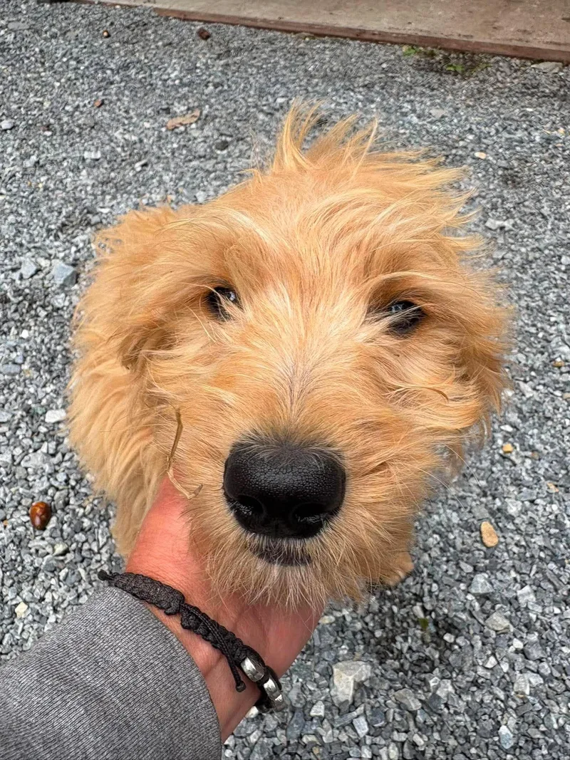 A baby small-sized male Golden Retriever dog named Kramer for adoption in Havertown, PA