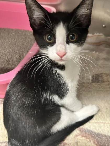 A baby medium-sized male Domestic Short Hair cat named Lightning for adoption in Picayune, MS