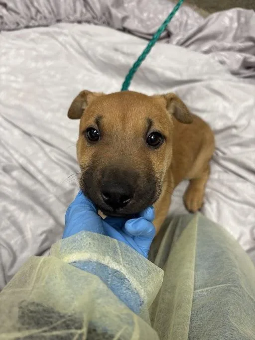 Hazel