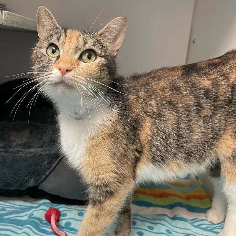 An adult medium-sized female Domestic Short Hair cat named Posie for adoption in Hawthorne, CA