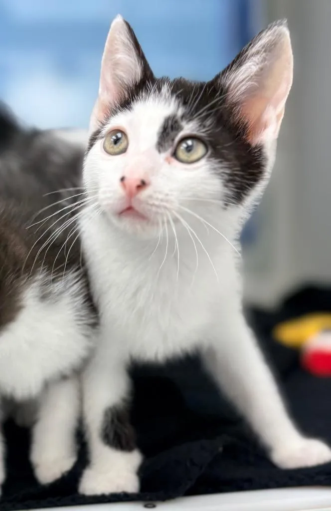 A baby small-sized male Domestic Short Hair cat named Foxy for adoption in Hartsville, SC