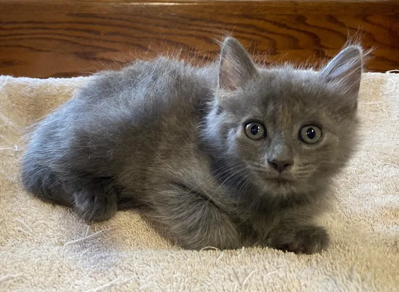 A baby medium-sized female Domestic Medium Hair cat named Barsik for adoption in Watkinsville, GA