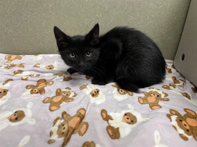 A baby small-sized male Domestic Short Hair cat named A for adoption in Moreno Valley, CA