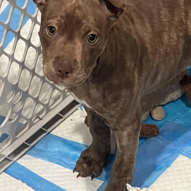 A baby medium-sized female Brindle American Staffordshire Terrier dog named Izzy for adoption in Davisburg, MI
