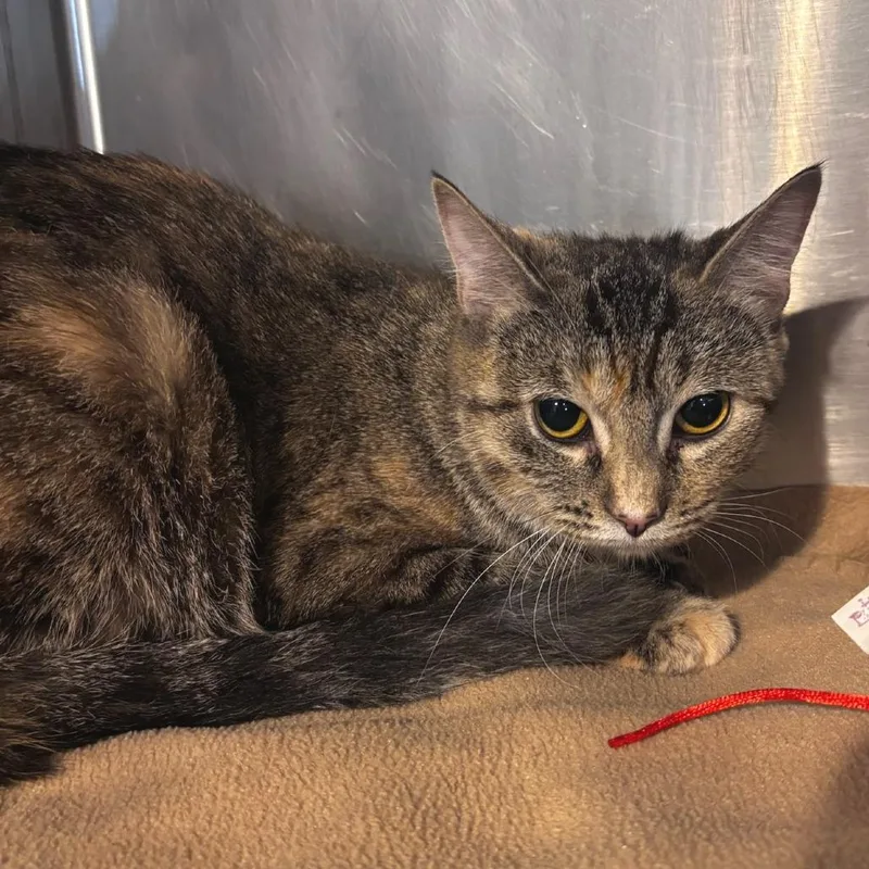 An adult medium-sized female Torbie Domestic Short Hair cat named Sparkler mom for adoption in Belleville, IL