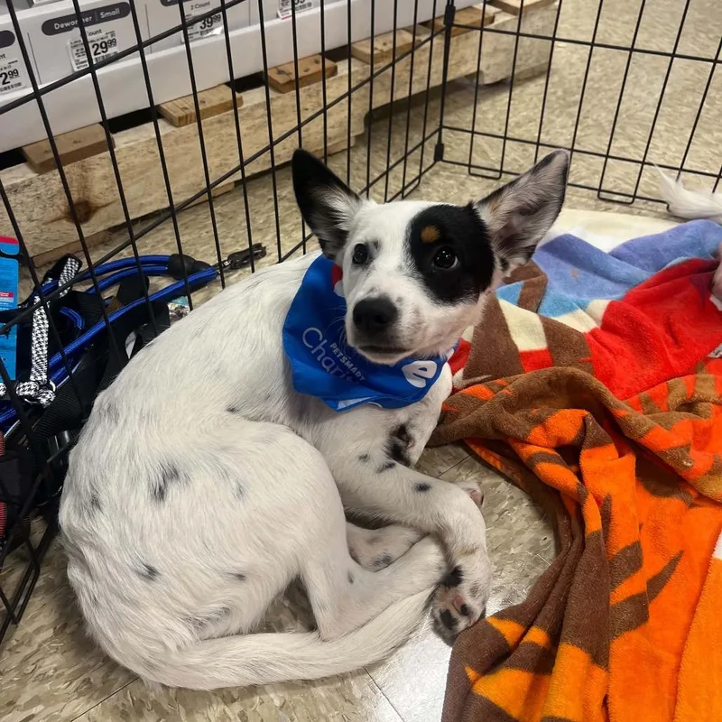 A baby medium-sized female White / Cream Australian Cattle Dog / Blue Heeler dog named Piper for adoption in Pasadena , MD