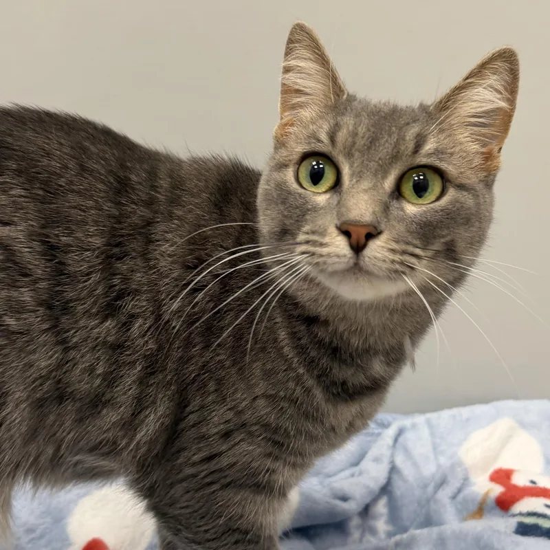 A young medium-sized female Tabby (Gray / Blue / Silver) Domestic Short Hair cat named Luna for adoption in Cooperstown, NY