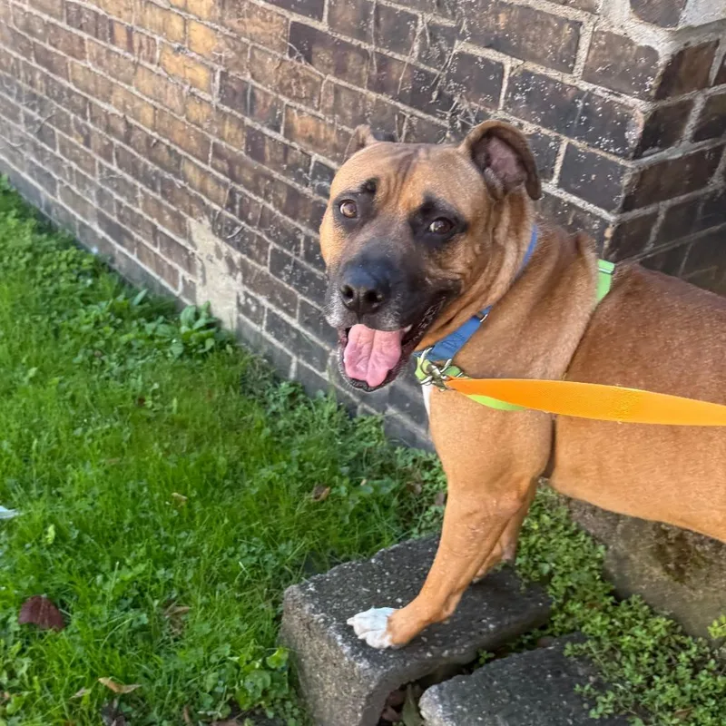 An adult large-sized male Brown / Chocolate Mixed Breed dog named Bueller for adoption in Pittsburgh, PA