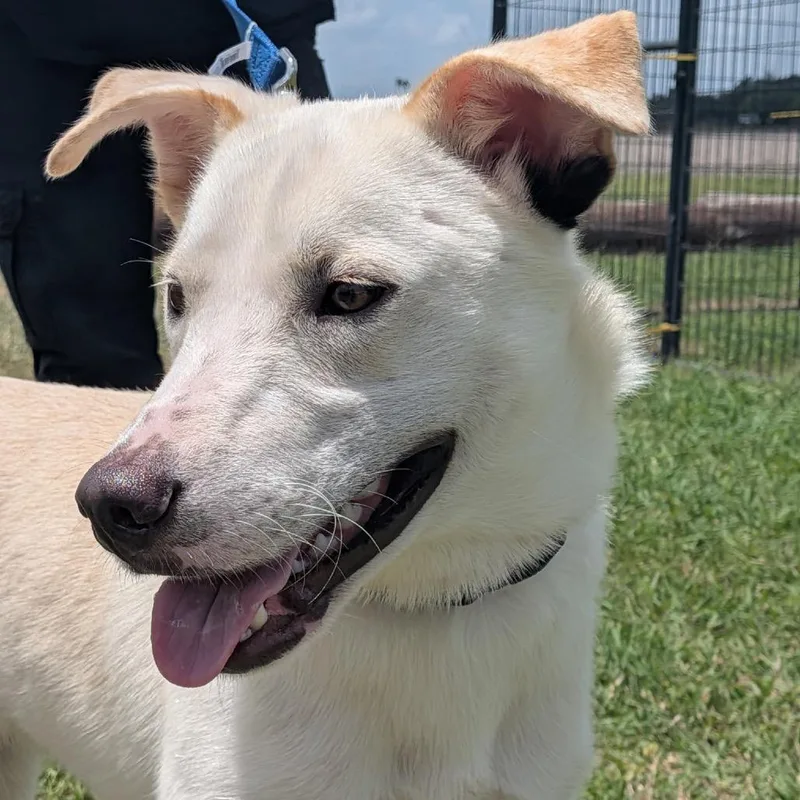 An adult medium-sized male Yellow / Tan / Blond / Fawn Labrador Retriever dog named Billy for adoption in Harlingen, TX