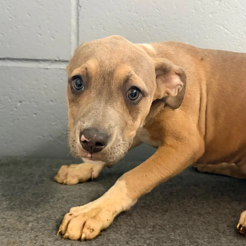 A baby small-sized female Brindle Pit Bull Terrier dog named Melody for adoption in Belleville, IL