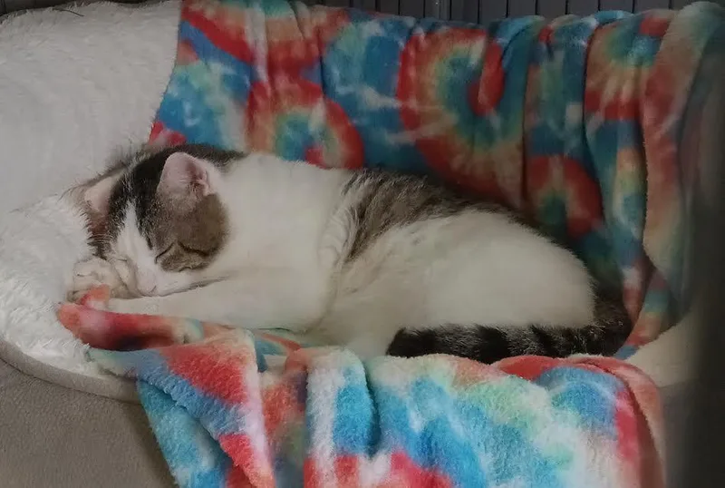 The Biscuit Maker thumbnail 2