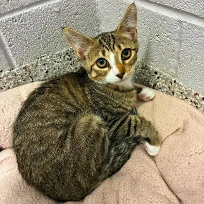 A baby medium-sized female Domestic Short Hair cat named Destiny for adoption in Gastonia, NC