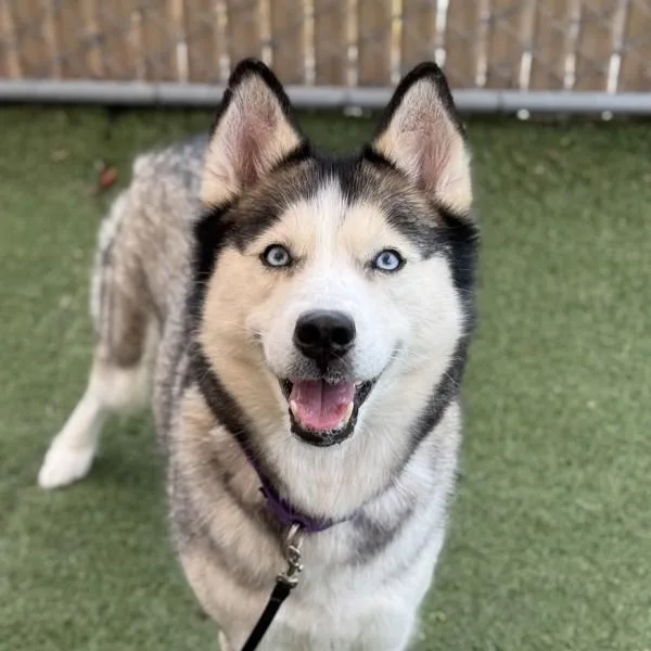 An adult large-sized female Siberian Husky dog named Seabee for adoption in Oceanside, CA