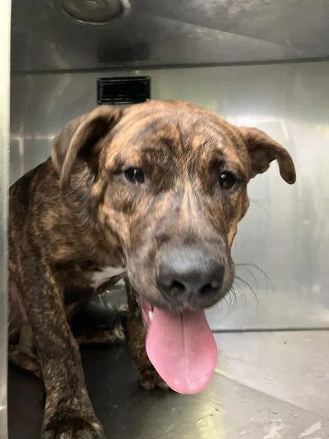 An adult medium-sized male Mixed Breed dog named Lbj for adoption in Dallas, TX