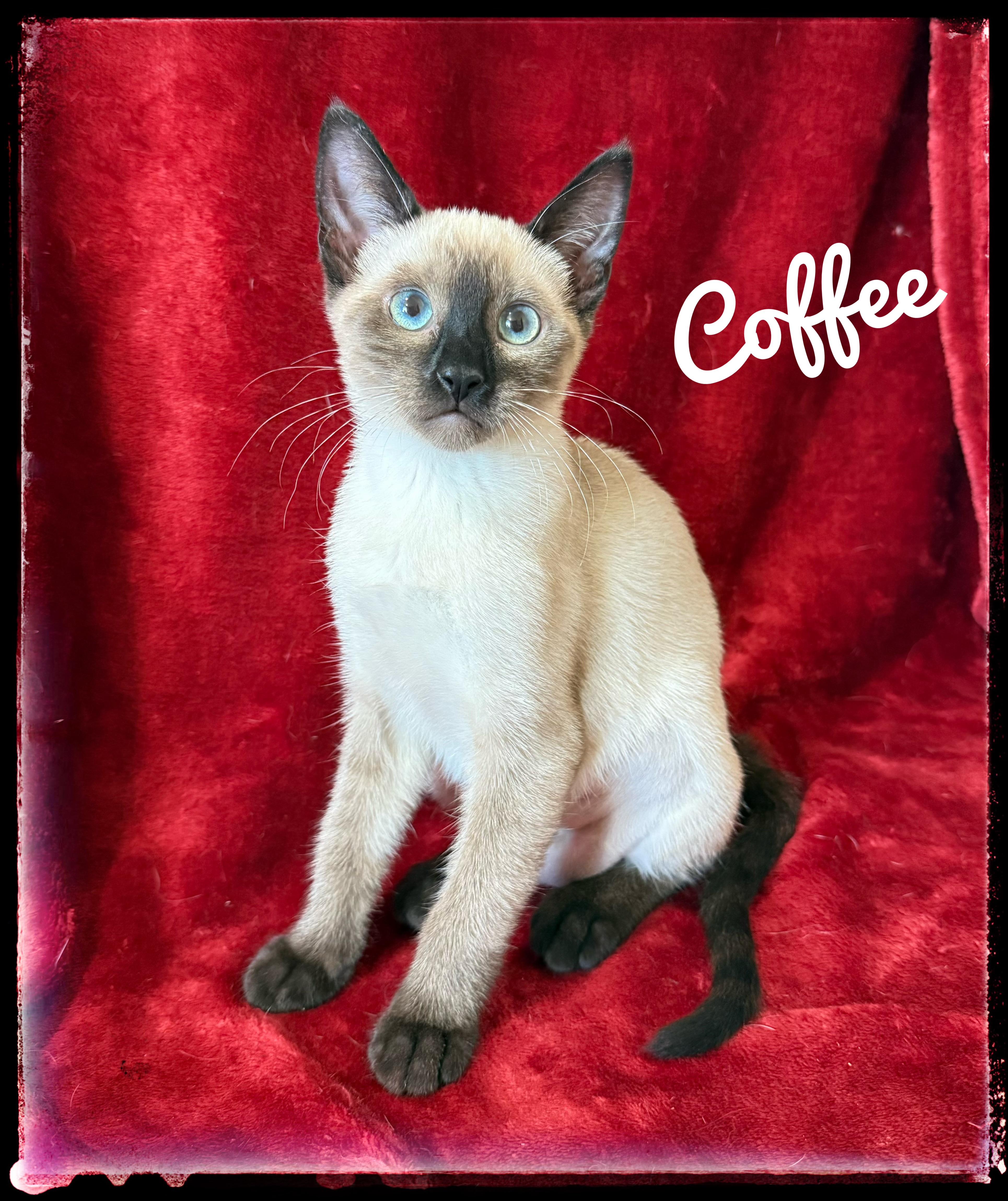 Coffee